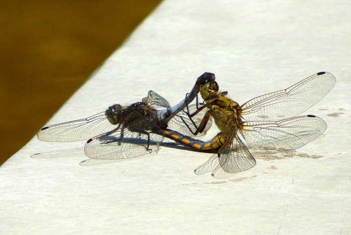 Libellenpaarung