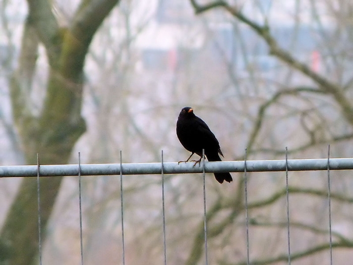 Amsel