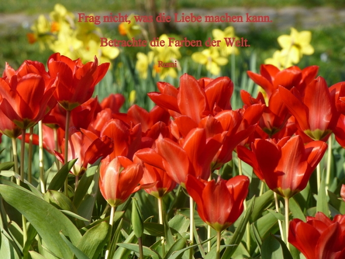 Tulpen und Narzissen