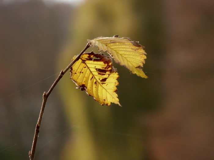 Herbstblätter