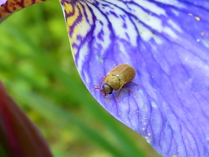 Kleiner Käfer