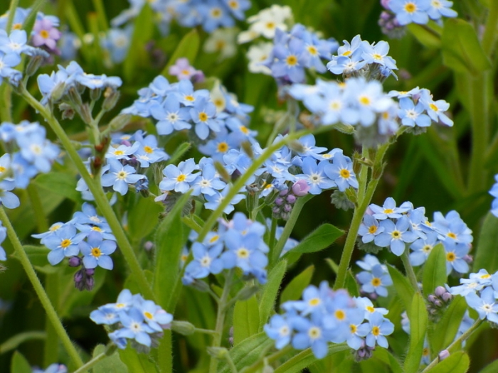 Vergißmeinnicht