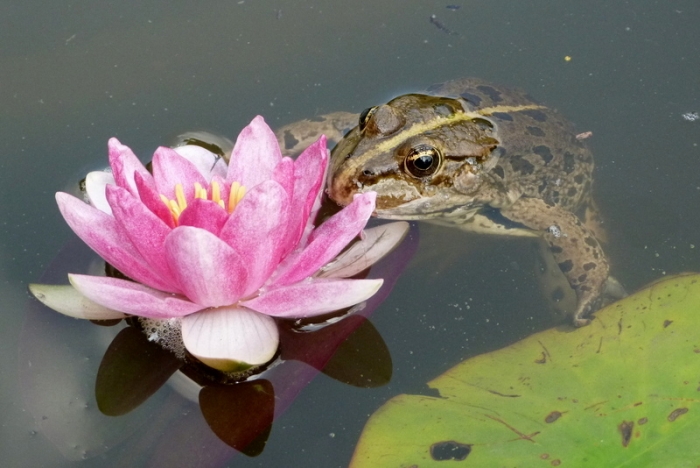 Frosch und Seerose