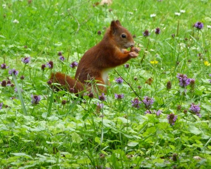 Eichhörnchen