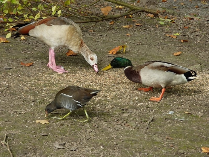 Nilgans Ente Teichhuhn