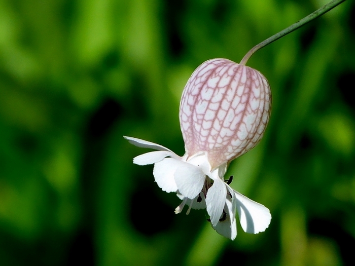 Wiesenblümchen