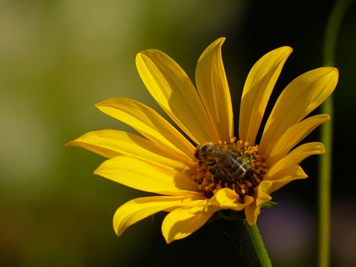 Helianthus tuberosus