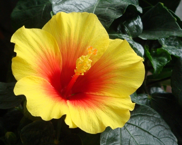 Hibiskus