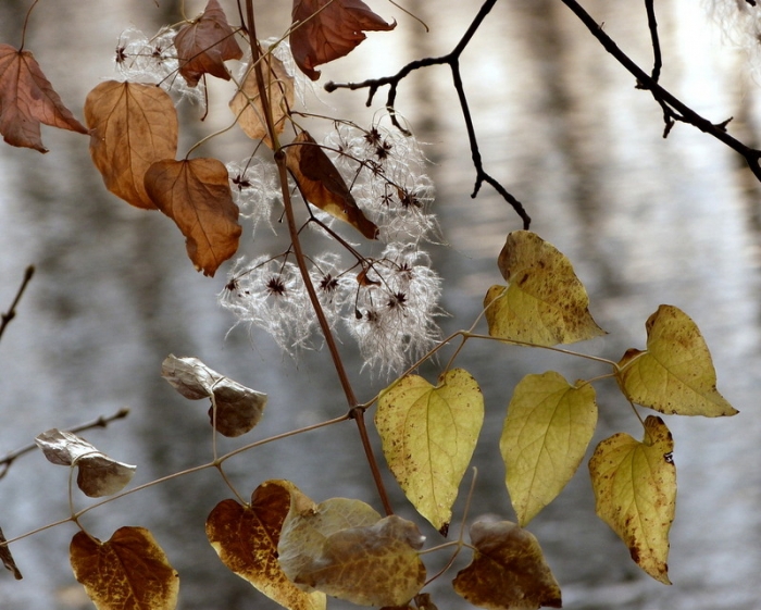 Blätter im November