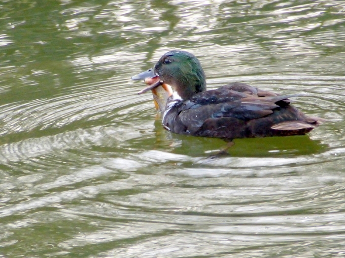 Ente frisst Fisch