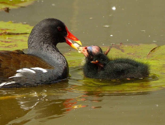 Teichhuhn mit Küken