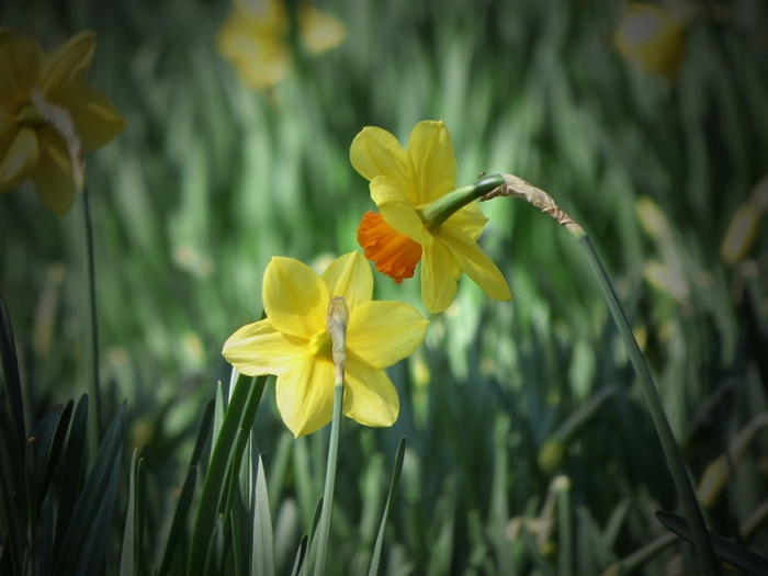 Narzissen