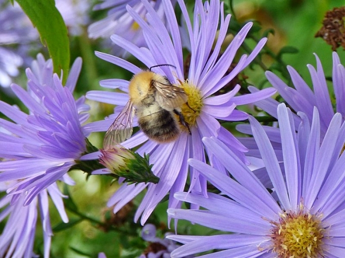 Gelbhaarige Hummelschwebfliege