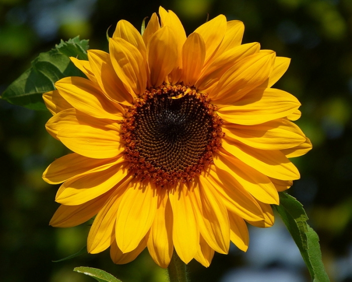 Sonnenblume