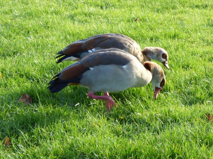 Nilgänse