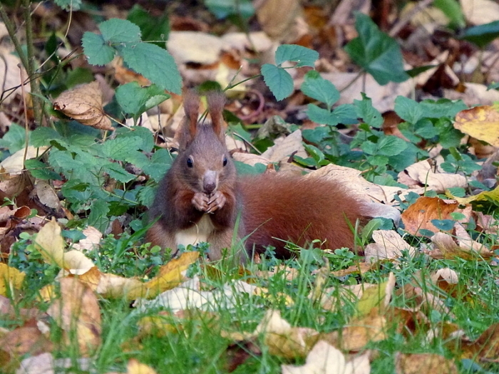 Eichhörnchen