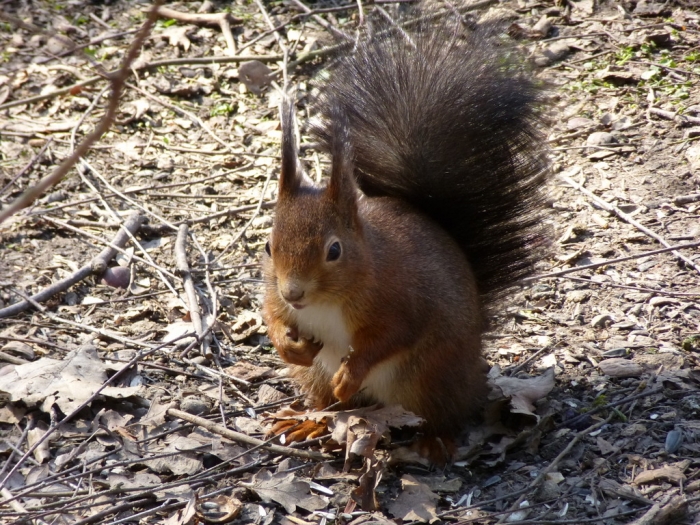 Eichhörnchen