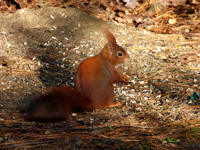 Eichhörnchen im Licht