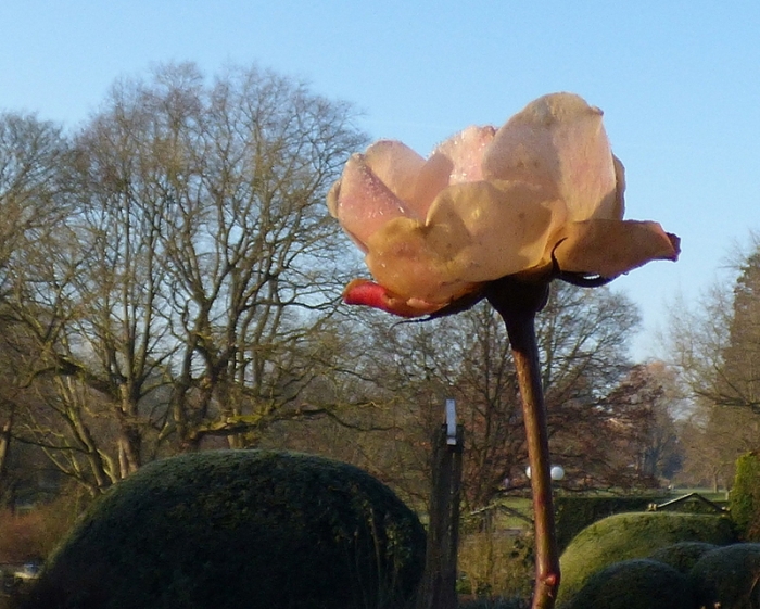 Rose im Februar