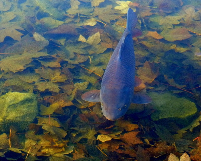 Karpfen blau