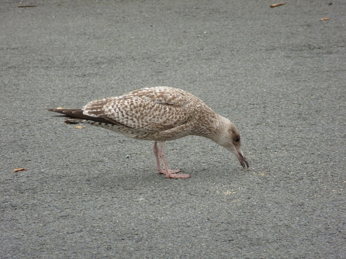 Silbermöwe Im Jugendkleid