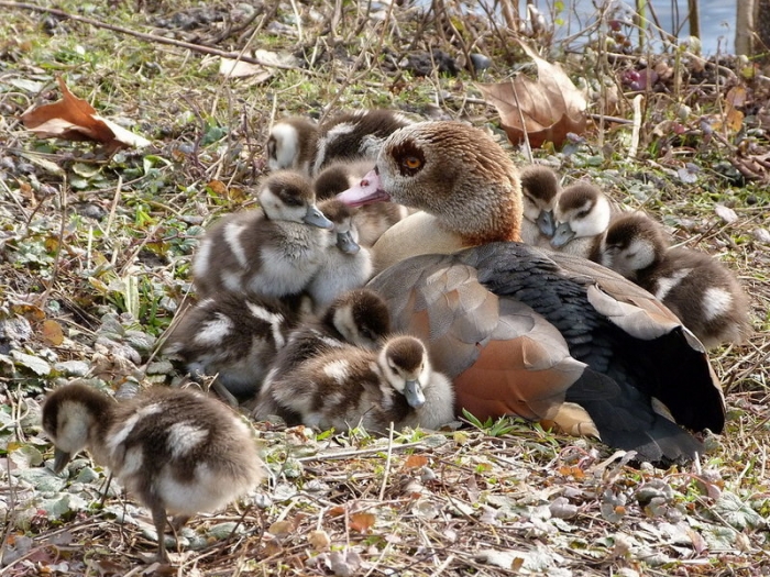Nilgans mit elf Küken