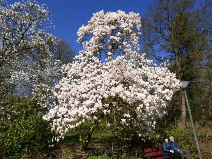 Magnolienbaum
