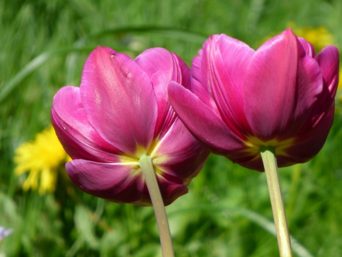 Tulpen