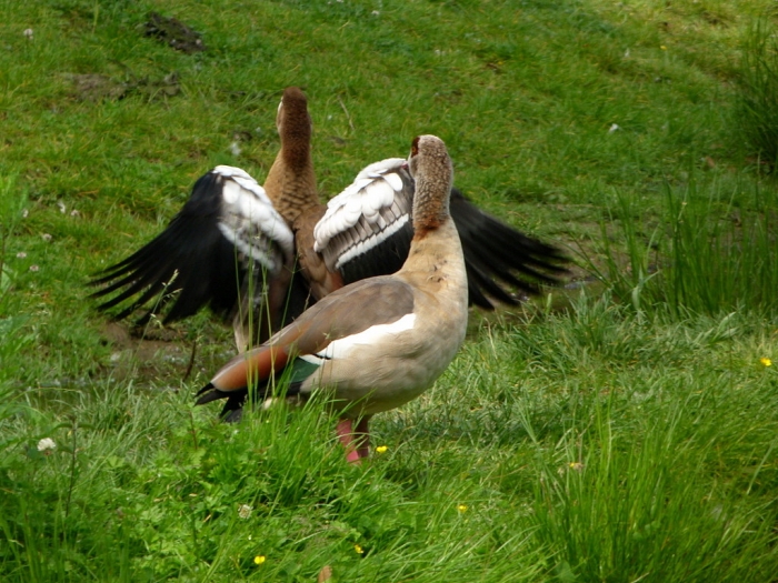 Nilgänse