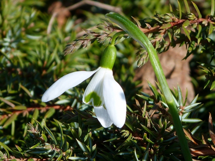 Schneeglöckchen