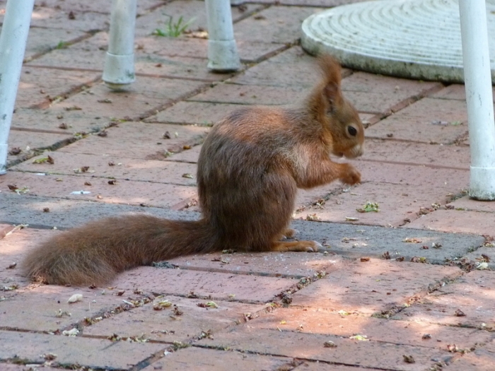 Eichhörnchen