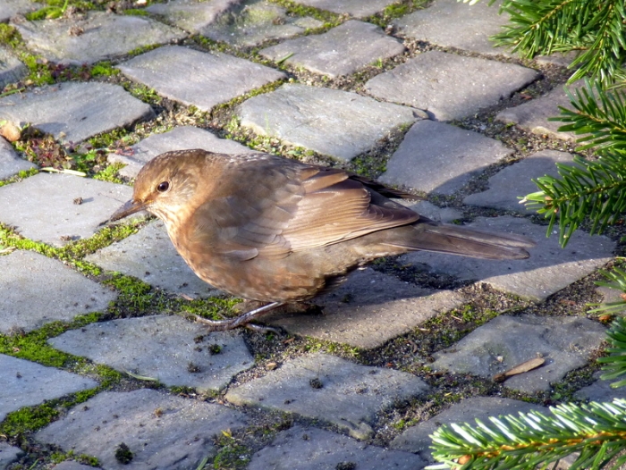 Amsel