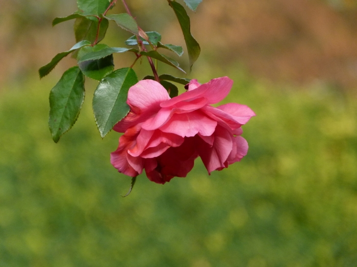 Oktoberrose