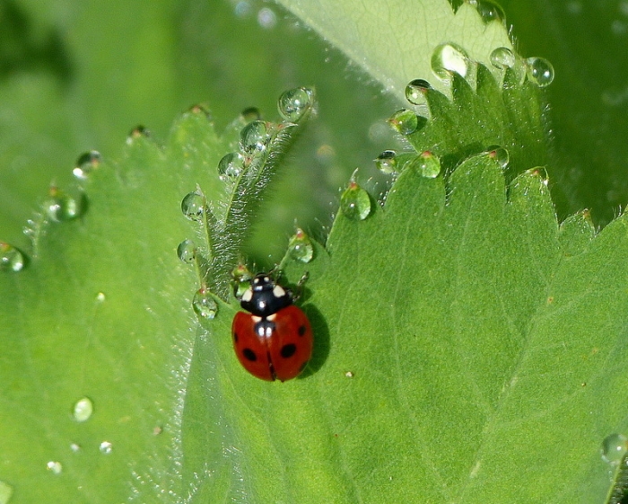 Marienkäfer