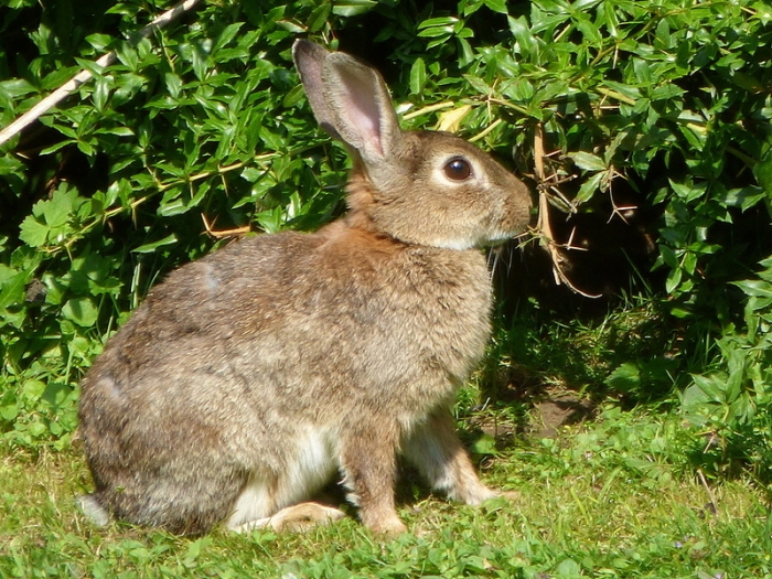 Wildkaninchen