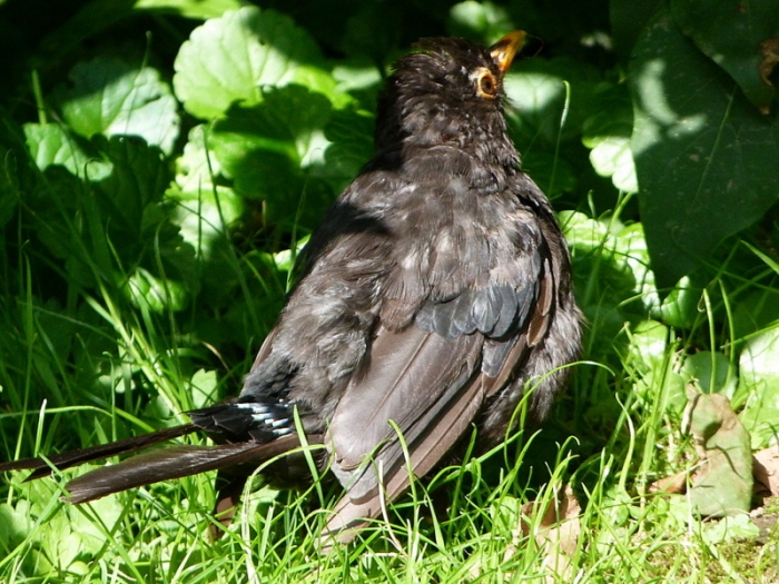 Junge Amsel