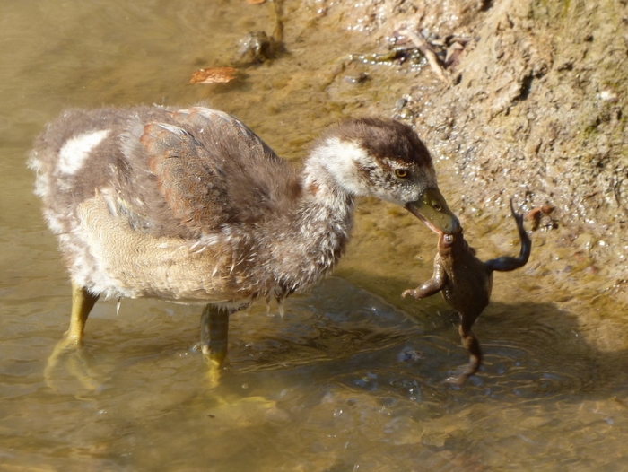 Nilgans wird erwachsen ...