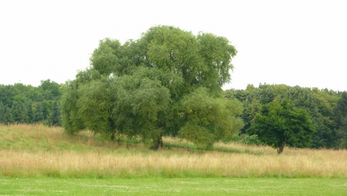Baum im Forstbotanischen Garten Köln