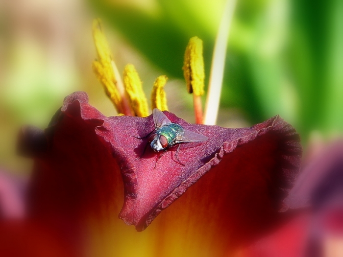 Fliege mit roten Augen