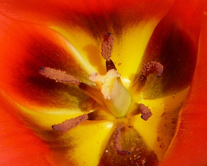 Tulpe