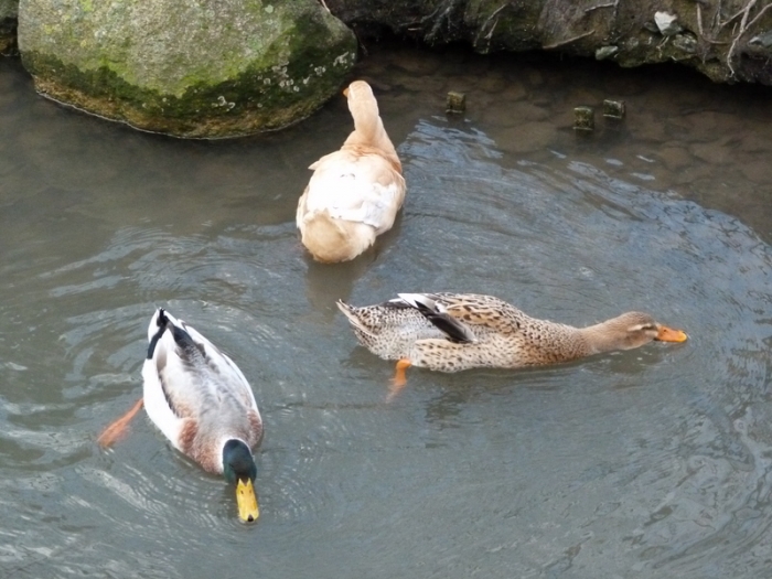 Enten