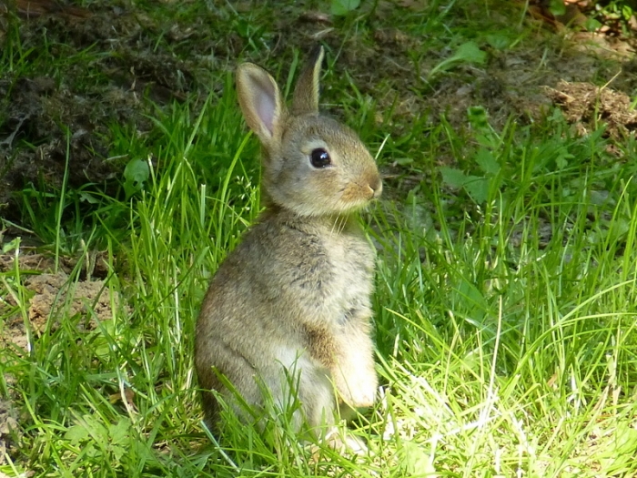 Wildkaninchen
