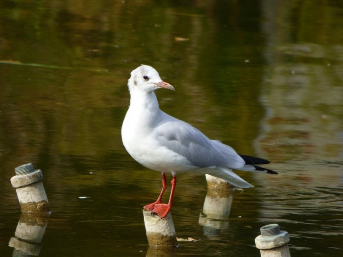 Möwe