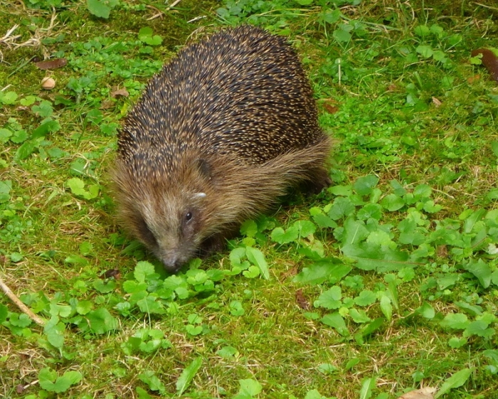 Igel