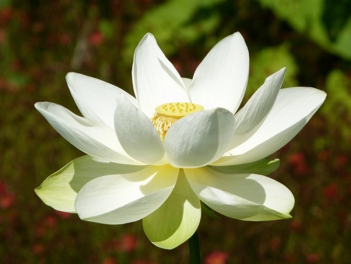 Lotus