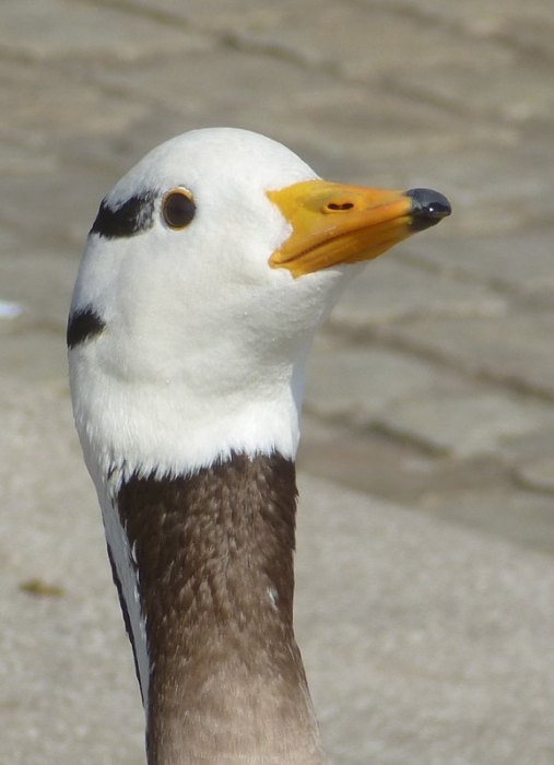 Indische Streifengans