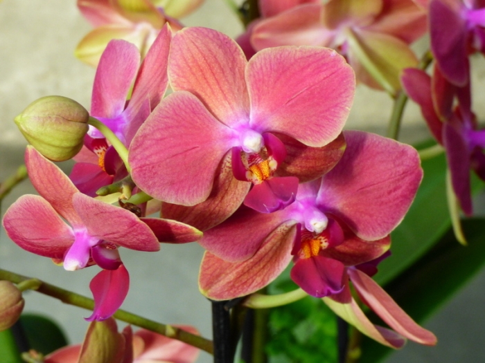 Orchidee