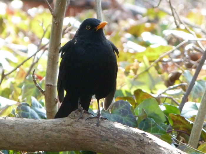 Amsel