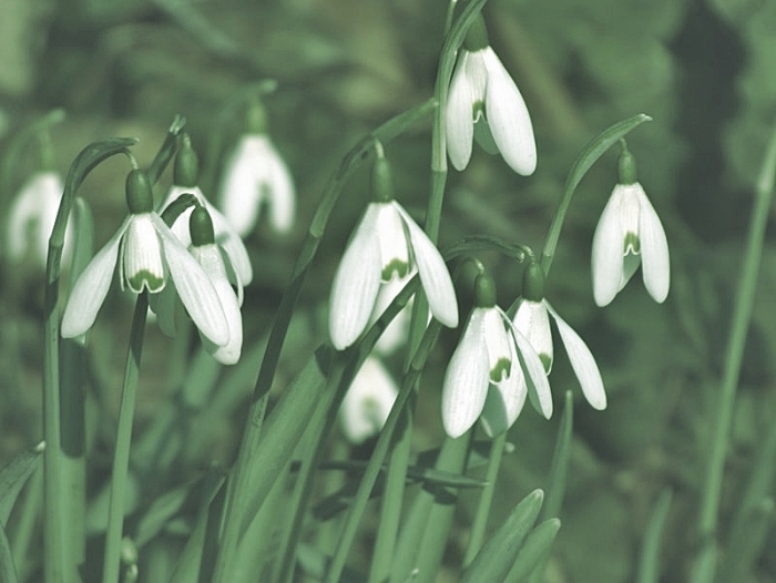 Schneegloeckchen