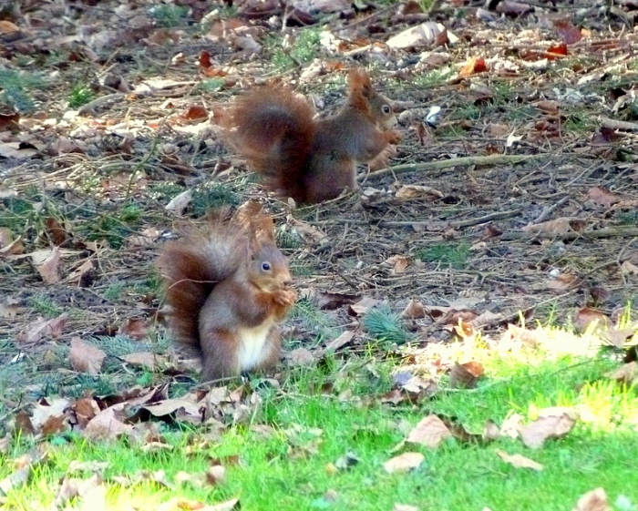 Zwei Eichhörnchen